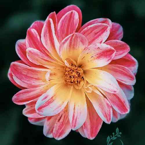 مجید بازدار یه دسم برنو یه دسم شاله